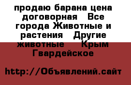 продаю барана цена договорная - Все города Животные и растения » Другие животные   . Крым,Гвардейское